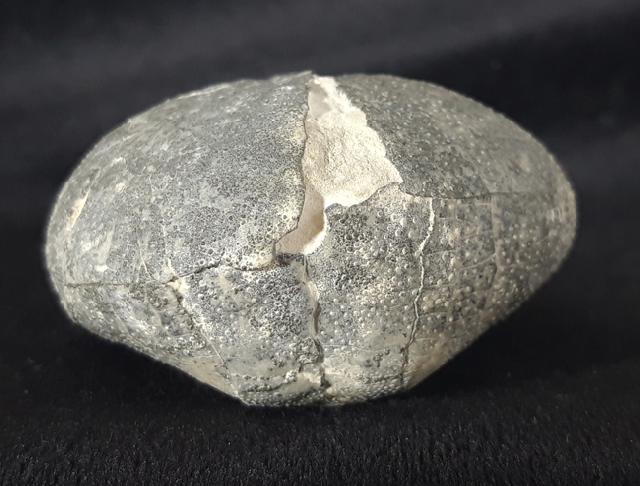 Micraster cf. schroederi STOLLEY 1891 - Bild &copy; FossNet FossilienStore